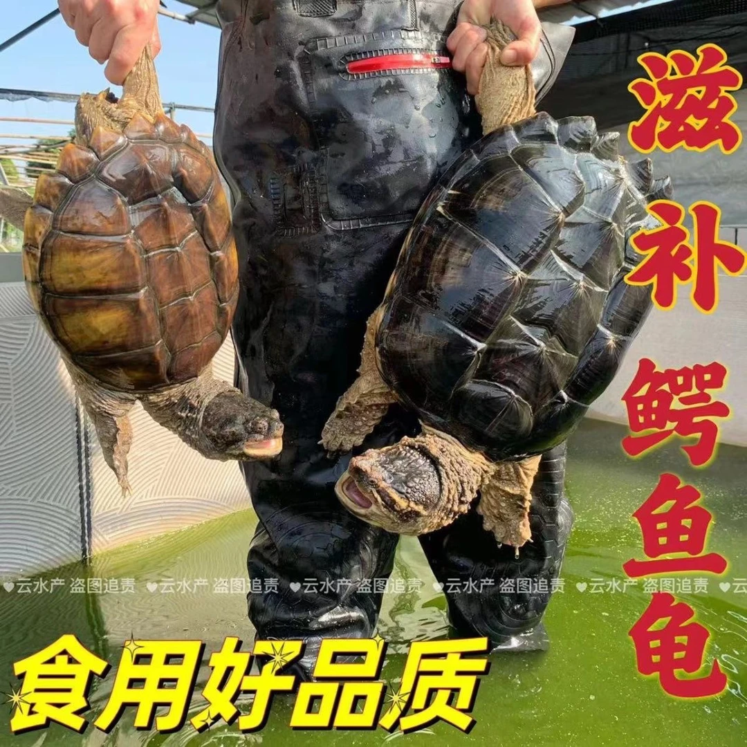 热卖肉龟鳄鱼龟北美龟活体大乌龟人工饲养鲜活到家