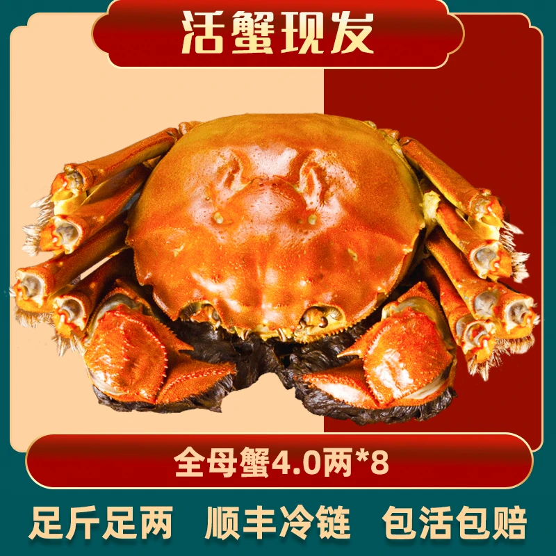 【活蟹】全母蟹4两8只 阳澄股份 精品大闸蟹 礼盒装