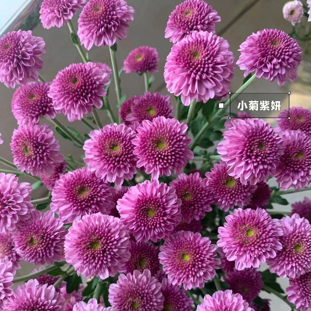 紫妍小雏菊一把(8到10支) 云南基地鲜花 家养 水养