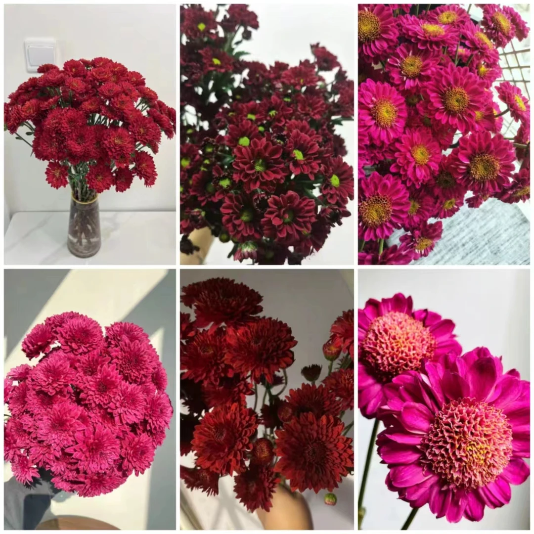红色/紫红色混色小雏菊一把  8.9 云南基地鲜花   家养    水养