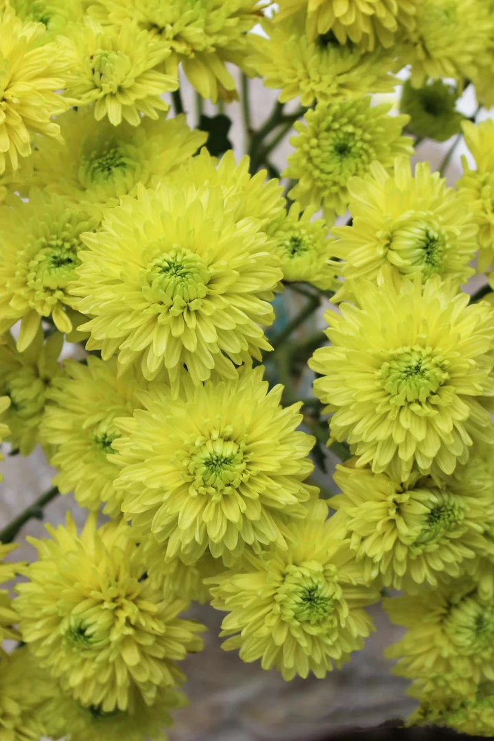 芒果小雏菊一把  云南基地鲜花   家养    水养