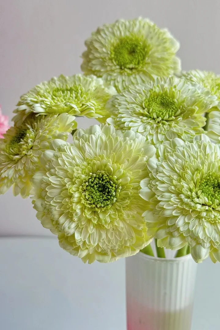 方德小头七仔泡泡非洲菊10支    云南基地鲜花直发    家养水养