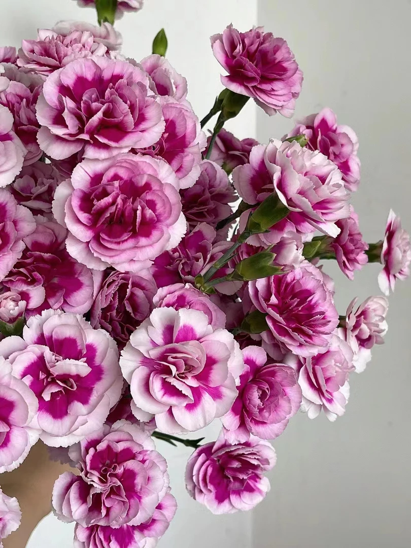 时尚太子多头康乃馨20支  云南基地鲜花   家养