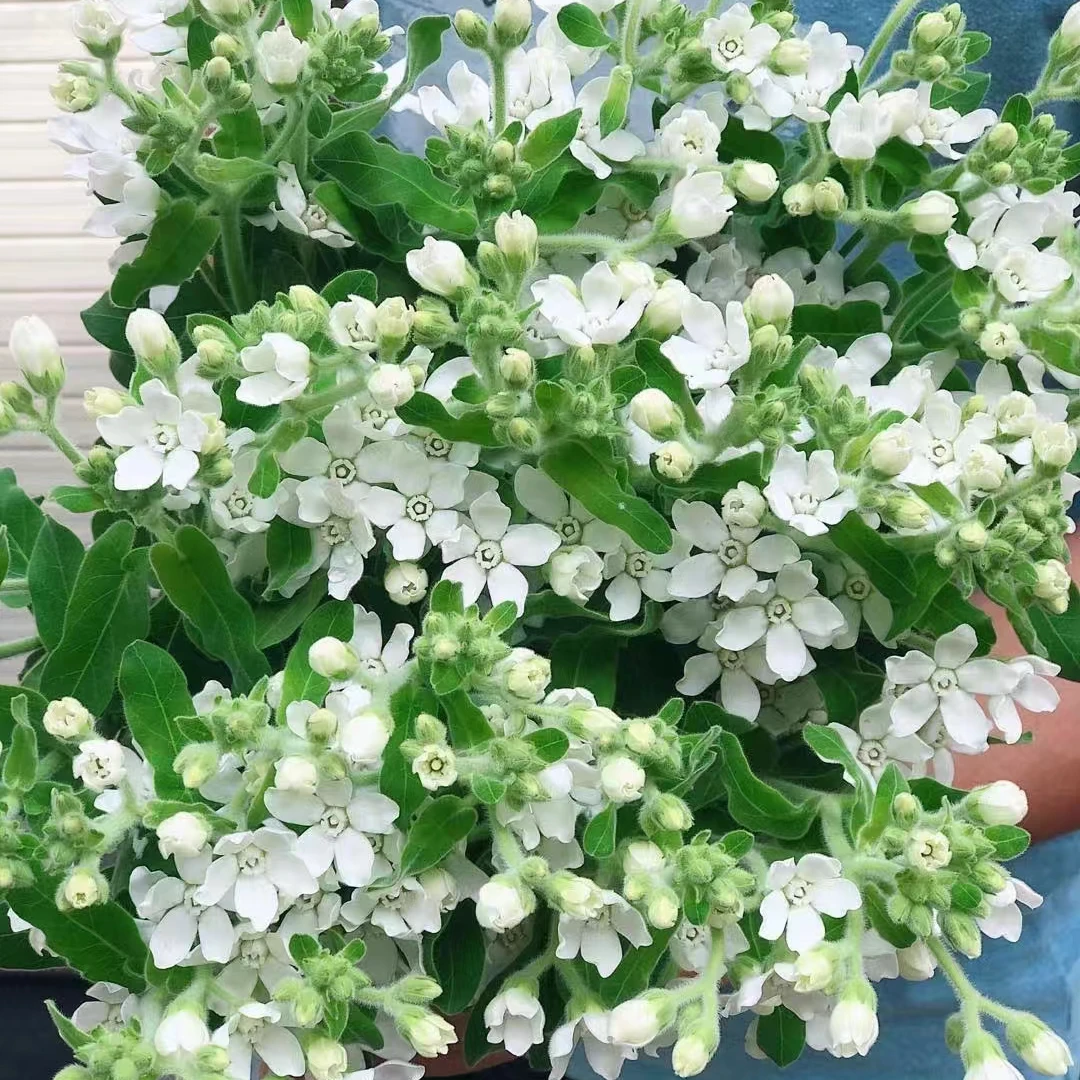 白色蓝星花一把   云南基地鲜花 直发  家养水养