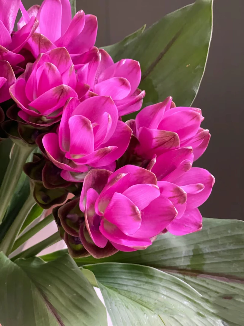 紫色姜荷花一把  9.9   云南基地鲜花   基地直发