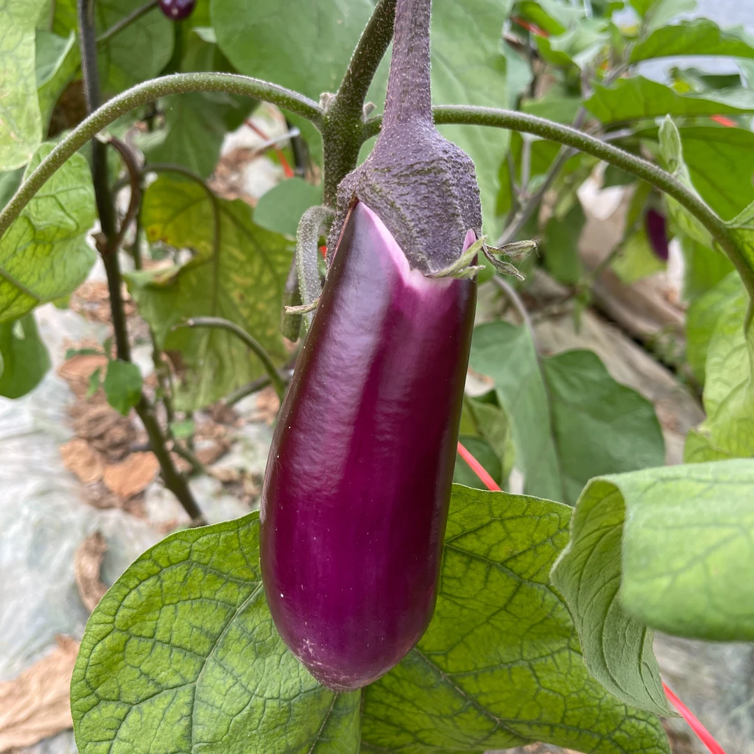 湖南邵阳本地茄子 新鲜 软香糯 新农产品鲜现摘四斤装包邮