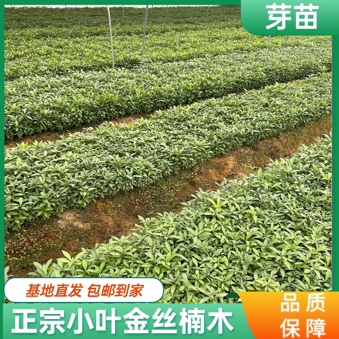 【芽苗不带土】四川正宗小叶桢楠金丝楠木裸根苗无售后