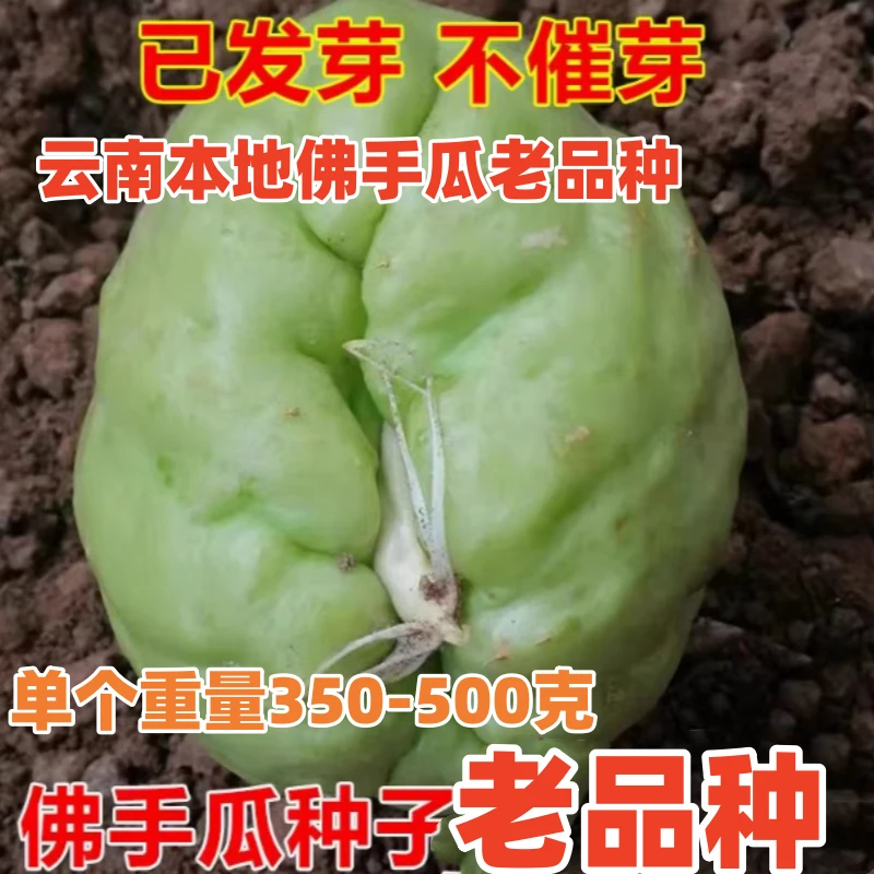 云南老品种佛手瓜发芽老瓜丰收瓜洋瓜瓜窝瓜合手瓜土耳瓜爬藤瓜