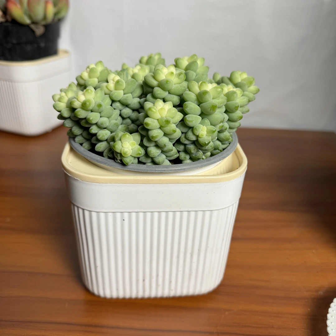 西藏包邮绿植·玉缀锦