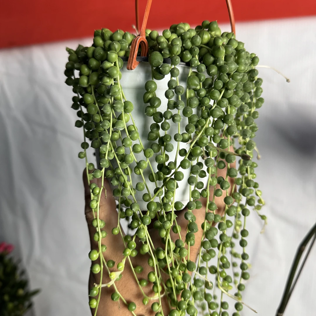 西藏包邮多肉植物佛珠吊兰珍珠吊兰盆栽花卉室内绿色多肉植物盆栽