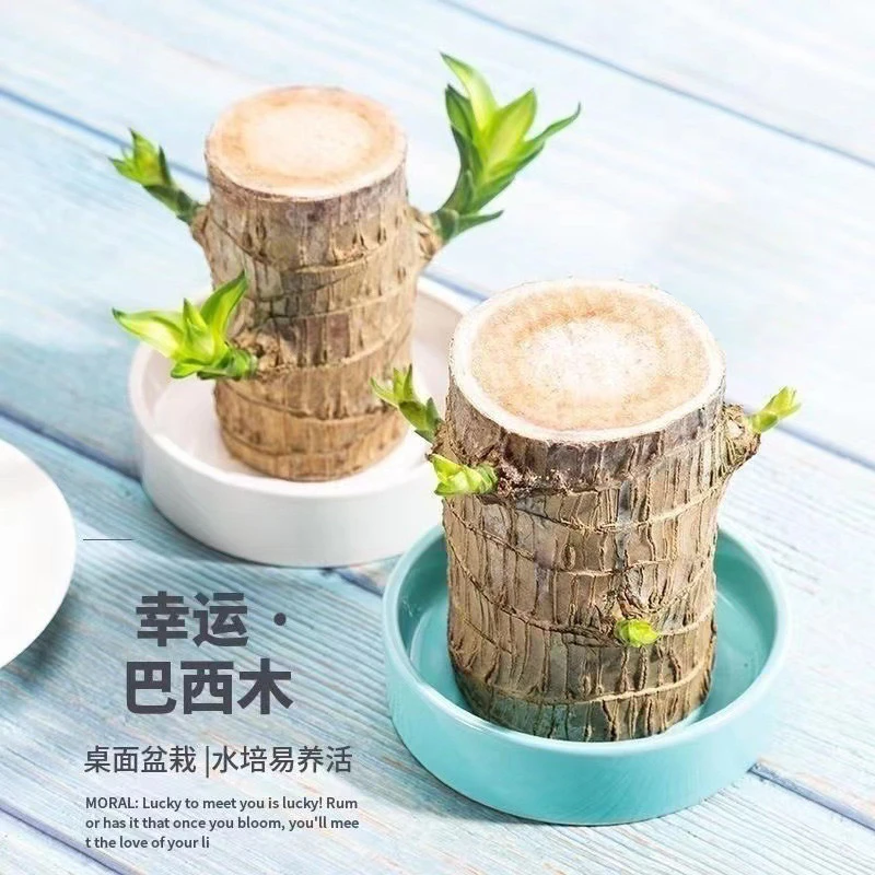 西藏包邮1颗巴西木水养四季幸运木绿植盆栽室内水培好养植物