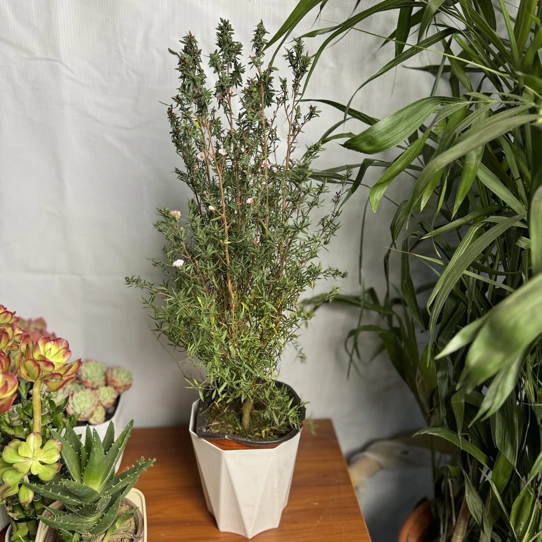 西藏包邮绿植·松红梅