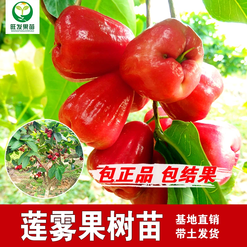 黑糖芭比莲雾苗 大叶红莲雾树苗 台湾莲雾果苗 嫁接果树苗