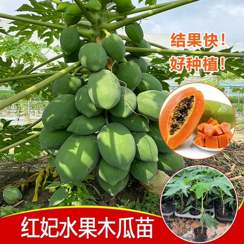 红妃木瓜苗 矮化水果木瓜苗  四季木瓜苗 结果快