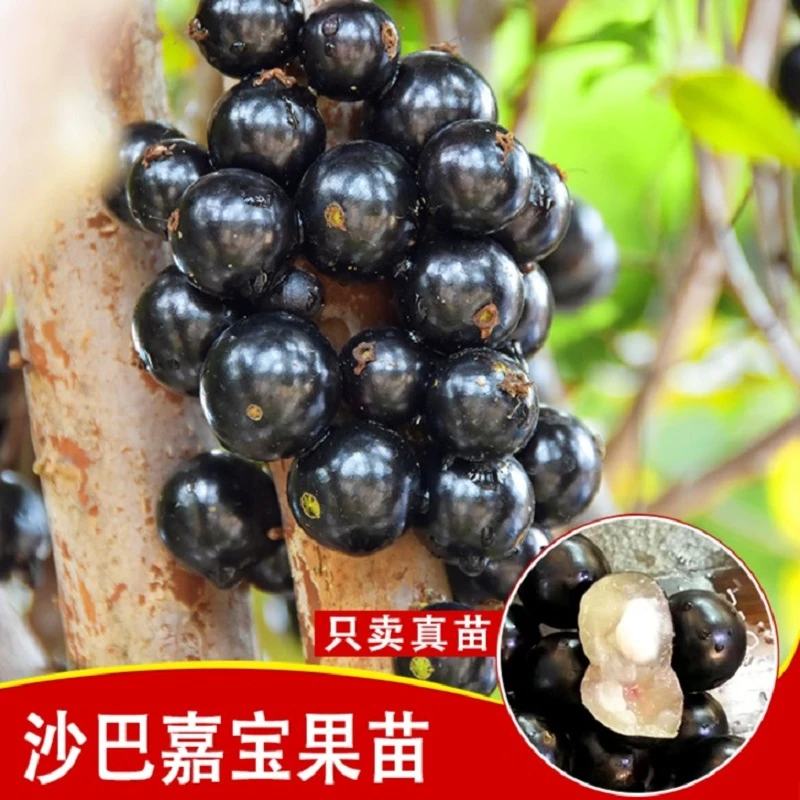 嘉宝果树苗 沙巴嘉宝果树葡萄苗 已会开花结果 树形优美