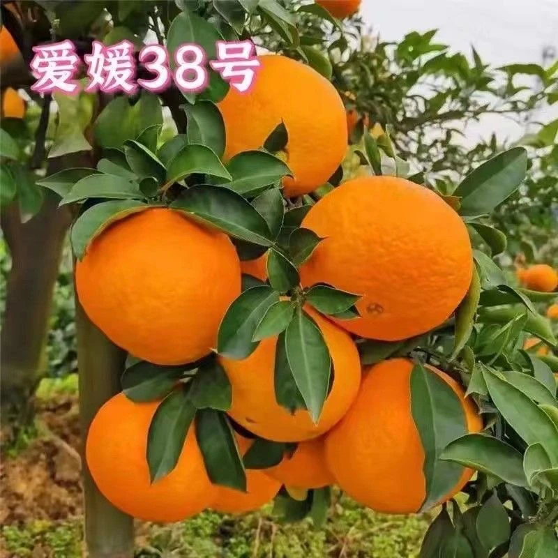 正宗四川爱媛38号果冻橙果园直采直发当季新鲜水果好吃不停口