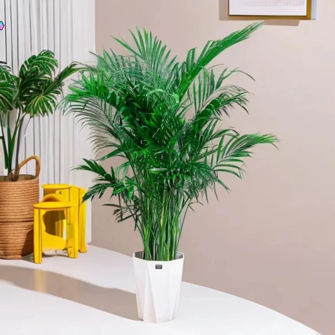 富贵椰子【1.2-1.3m】袖珍腋室内客厅大型绿植除甲醛花卉