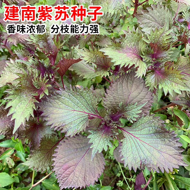 建南可食用大叶双面紫苏子种籽苏子叶香味浓郁紫苏叶种子蔬菜种孑