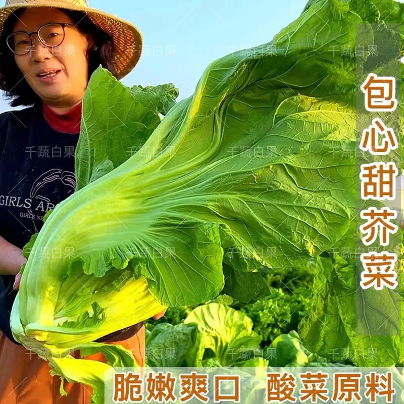 大坪埔包心芥菜种子广东芥菜种籽大肉甜介菜菜种青菜籽种蔬菜种孑