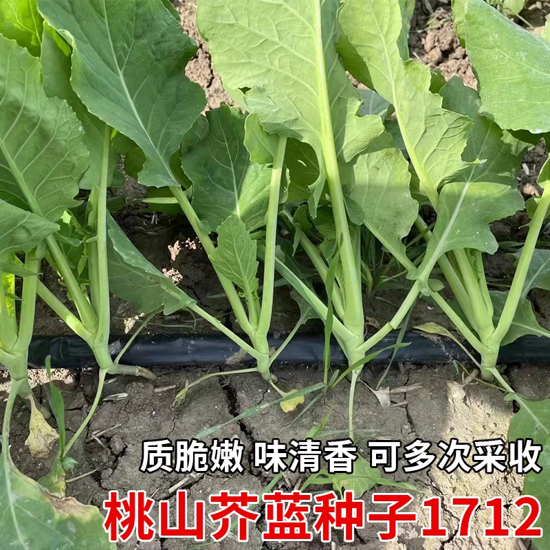 桃山芥蓝菜籽广东芥兰菜种籽黄花介兰菜种农家秋冬季蔬菜种孑种子