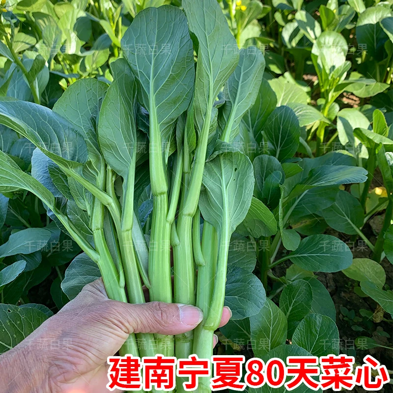 宁夏80天尖叶菜心种子四季青菜籽种广东多芽甜菜心菜种籽蔬菜种孑