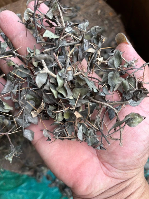 虎刺。绣花针、黄脚鸡