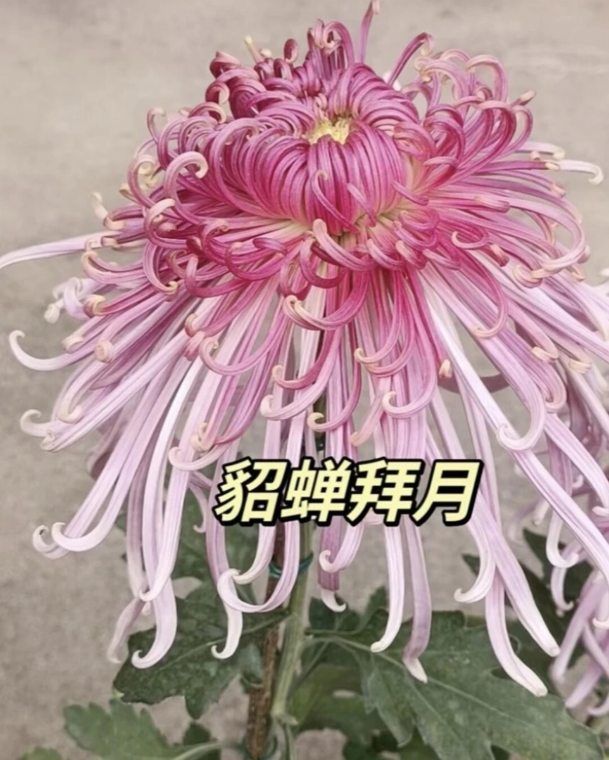中苗【貂蝉拜月】九月菊花中苗,花大色艳土球发货