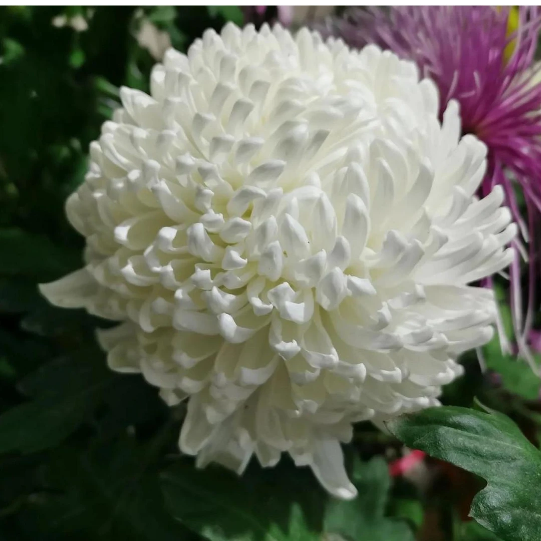 【白国华大苗】九月菊花苗土球发货（不含盆）