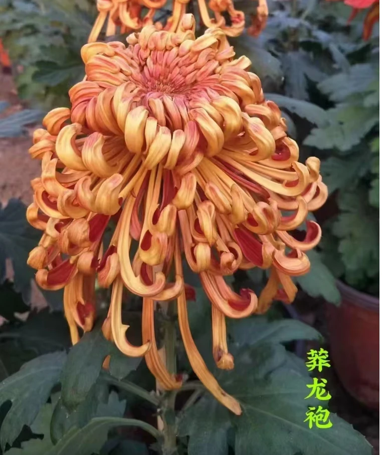 【莽龙袍大苗】九月菊花苗土球发货(不含盆)