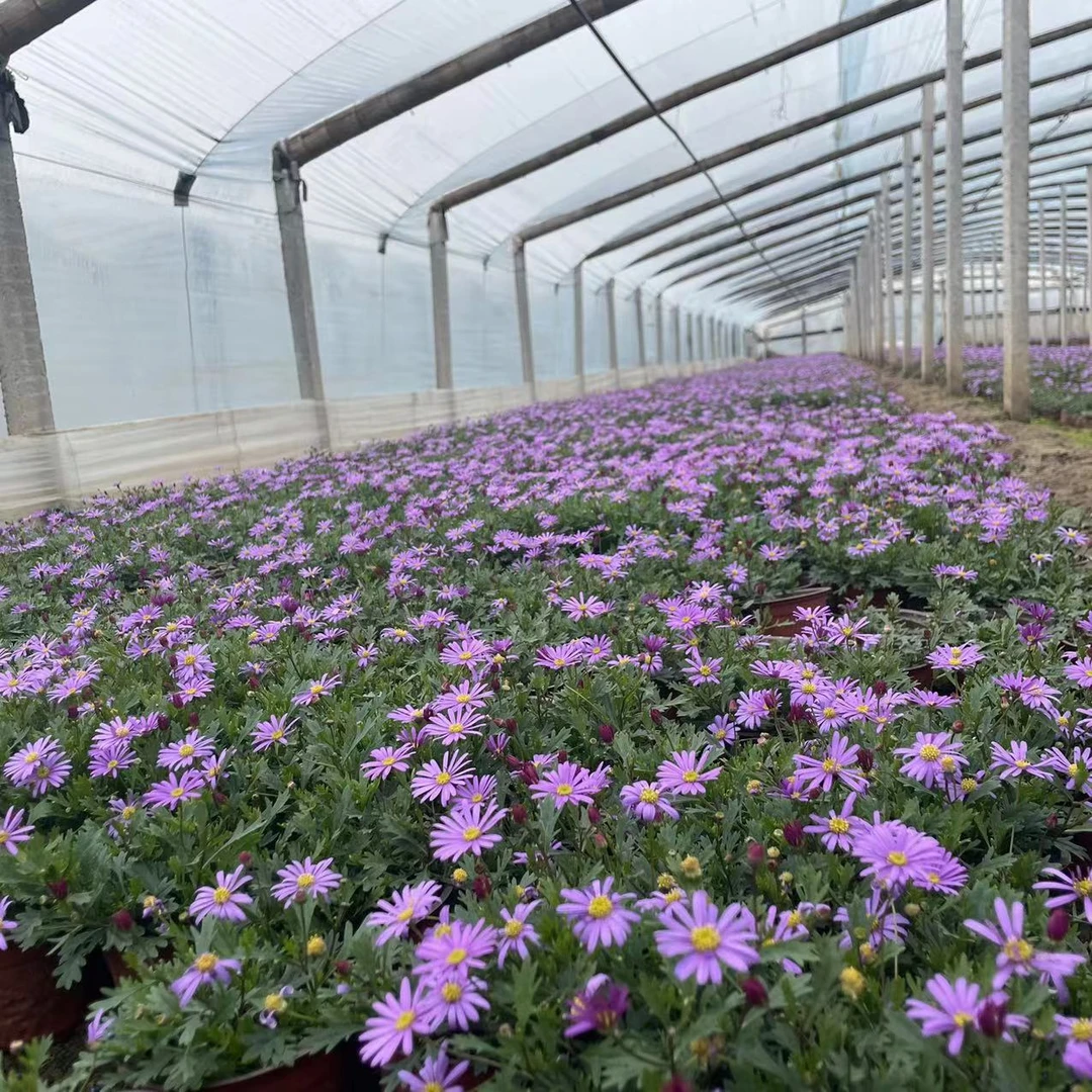姬小菊庭院多年生宿根地被植物四季开花耐寒耐旱好养