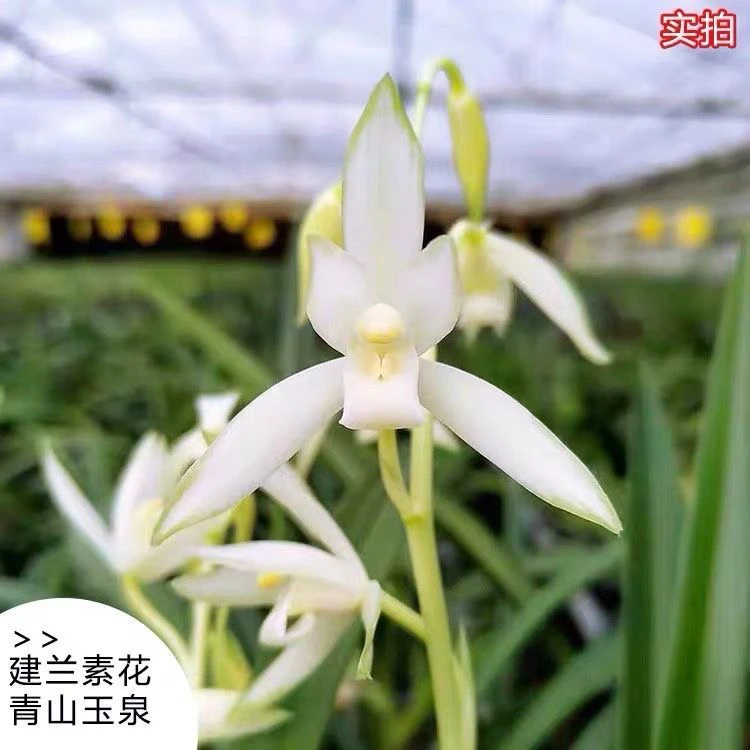 3苗带1花（青山玉泉）