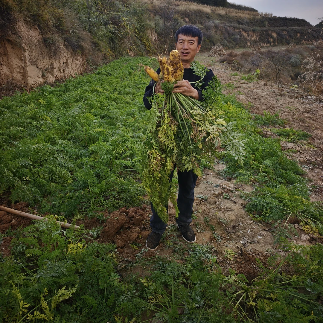 粮山原谷陕北黄萝卜