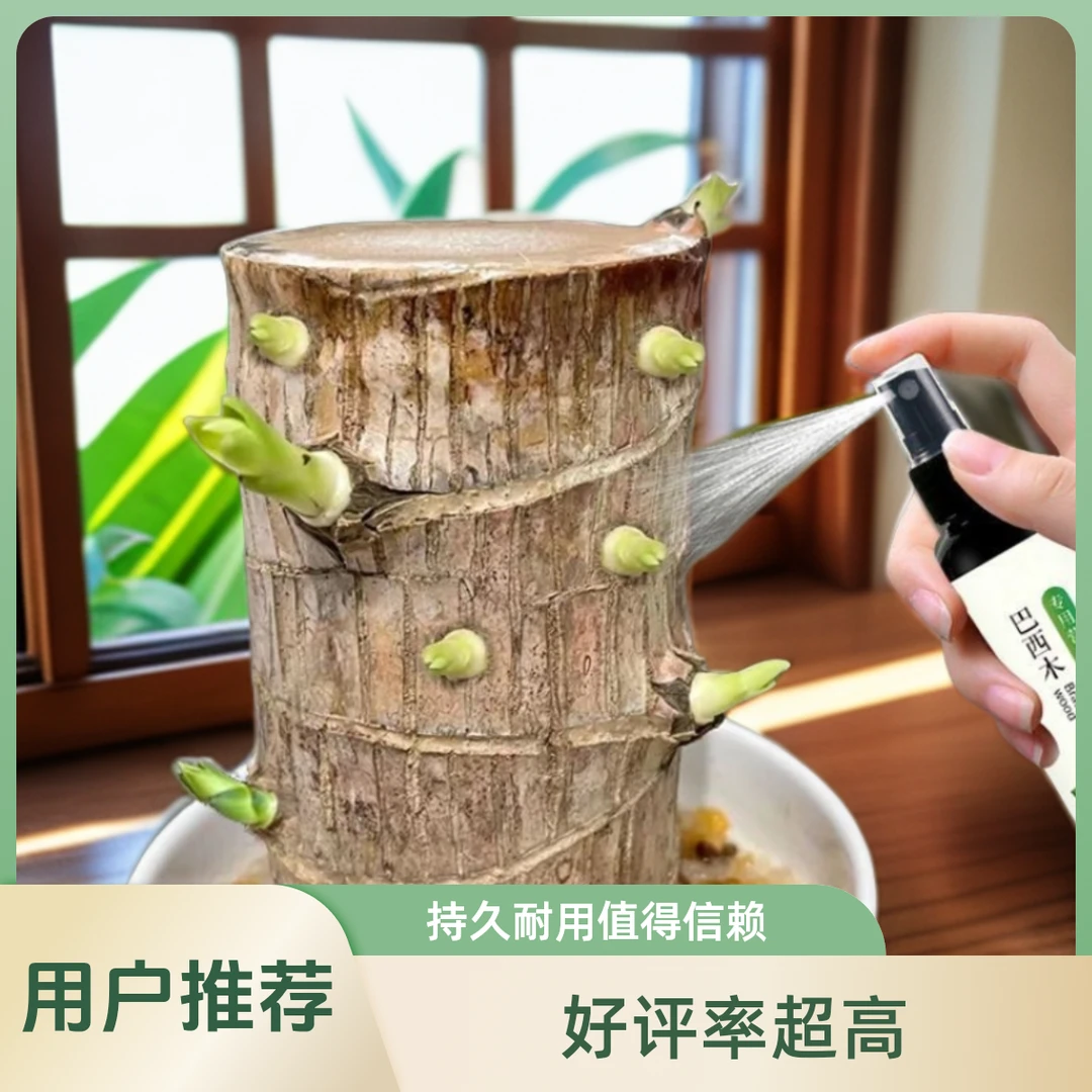营养液专用肥料幸运木水培促爆芽防黄叶底部发霉生根液体热销爆款