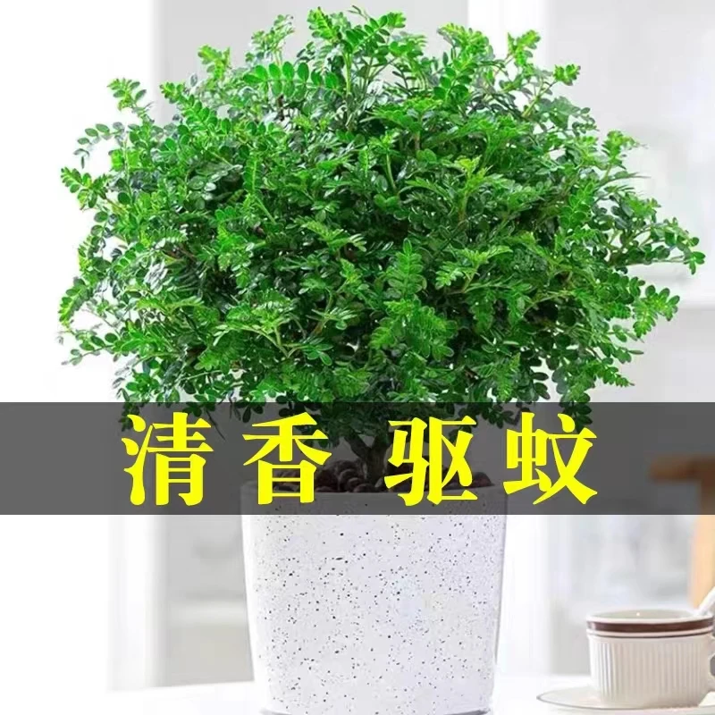正宗清香胡椒木盆栽花卉室内外驱蚊草植物树苗老桩盆景九里香绿植