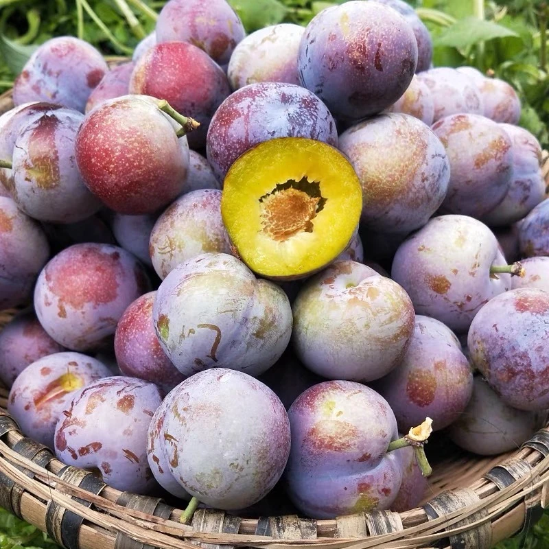 正宗四川高山小脆红脱骨李子脆红李脆甜现摘现发青红脆李