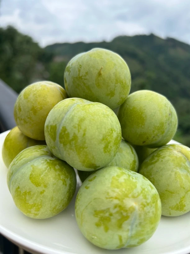 现货四川汶川新鲜青脆李脱骨李当季孕妇冰糖李子四川青脆李蜂糖李