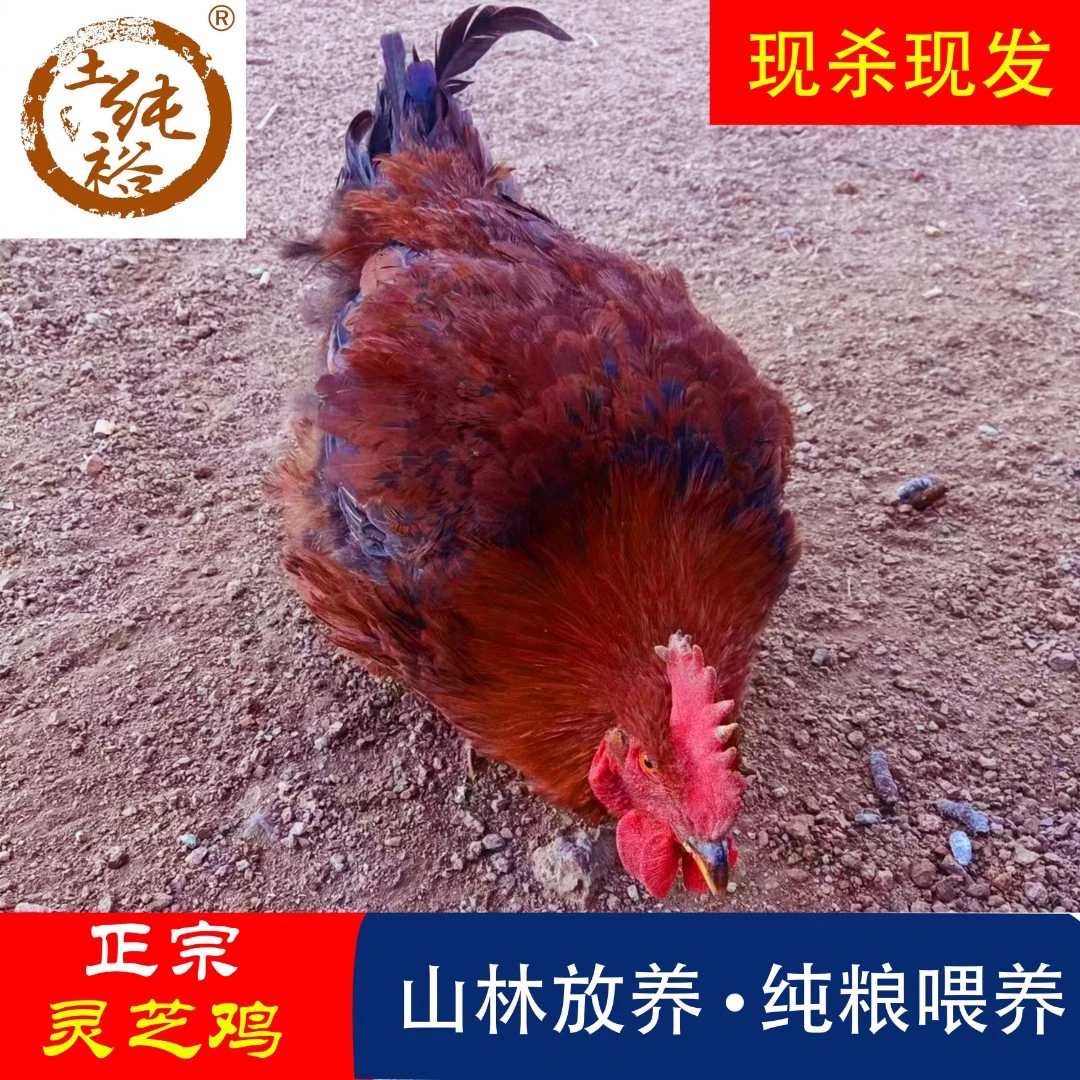 土纯裕 正宗土纯裕散养鸡走地鸡3斤以上京东包邮 包冰率不含冰