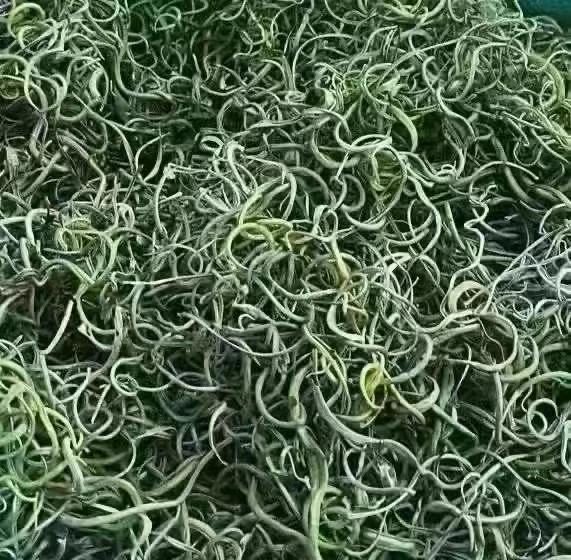 长白山特产 黄金茶深山小草嗷嗷叫非种植手工挑选