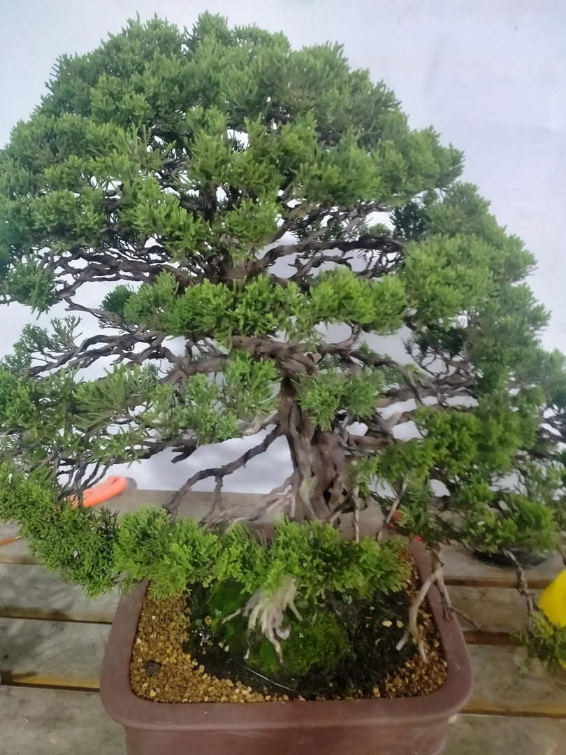 三河黑松盆景一物一拍