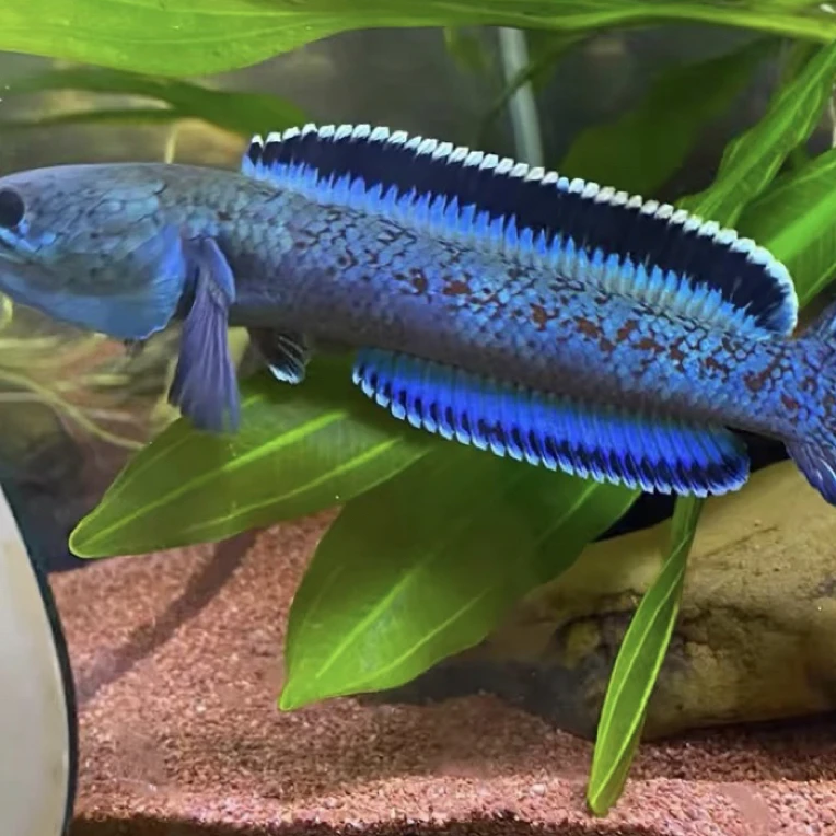 金晨雷龙鱼今晨雷龙