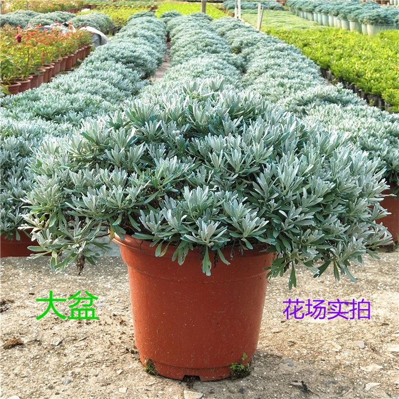 芙蓉菊特大玉芙蓉海芙蓉苗白艾花卉阳台庭院雪艾阳台绿植宝宝洗澡