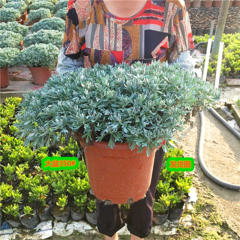 芙蓉菊盆栽玉芙蓉海芙蓉苗白艾花卉阳台庭院雪艾阳台绿植宝宝洗澡
