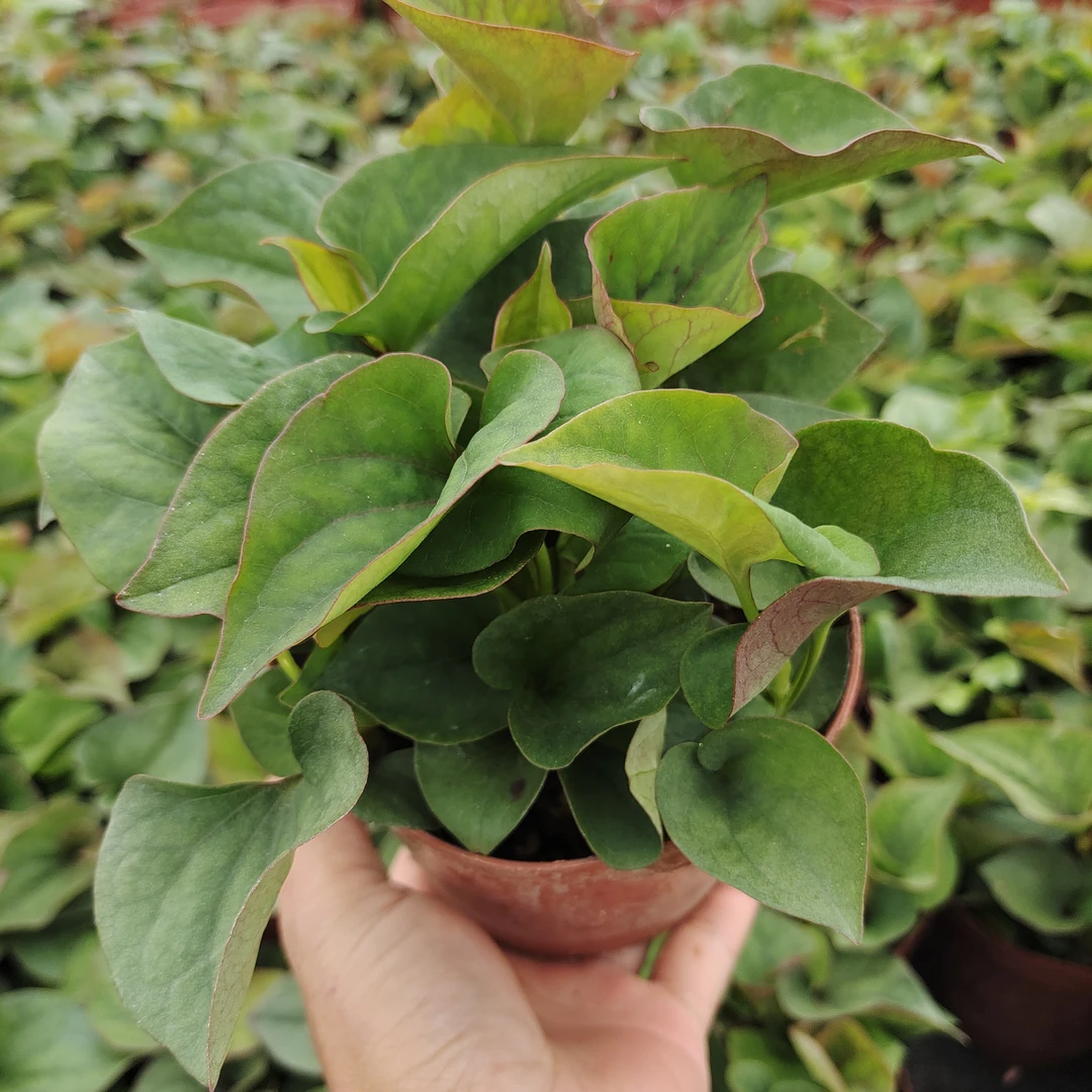 鱼腥草盆栽苗阳台植物盆栽室内外庭院新鲜可食用药用清热解毒绿植