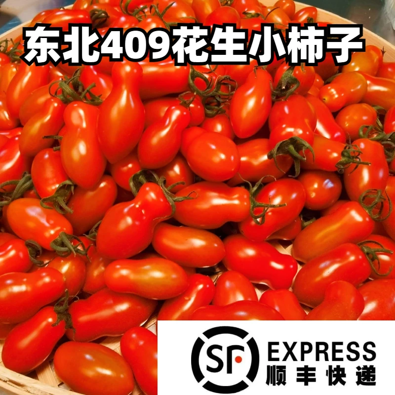 520好礼季花生小柿子小番茄配饱满碱地柿子红圣女果小西红柿
