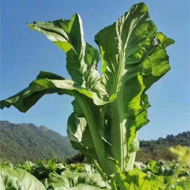 【年货】吕田大芥菜农家自种植每一口都是乡下农家原生态味道