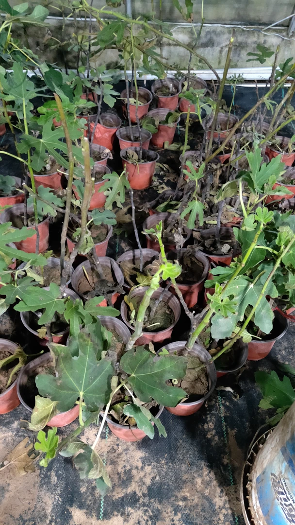 盲盒，福利款无售后，花卉盆栽