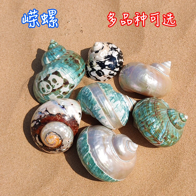天然超大海螺绿螺贝壳寄居蟹替换壳摆件大绿螺鱼缸造景各种嵘螺