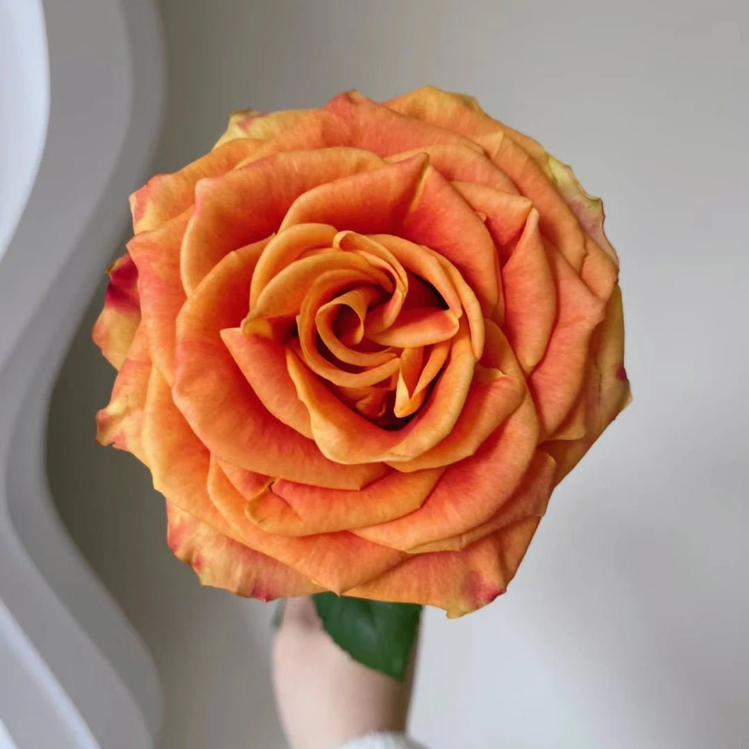 欢乐颂 玫瑰花 家庭 居家 办公 花艺插花  京东空运包邮 云南鲜花