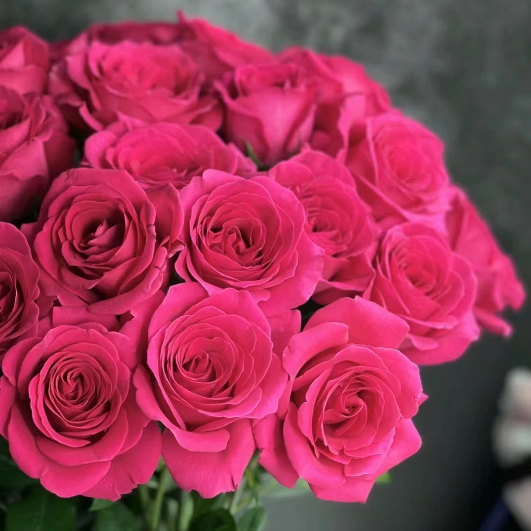 弗洛伊德玫瑰花 家庭 居家 办公 花艺插花 京东空运包邮 云南鲜花