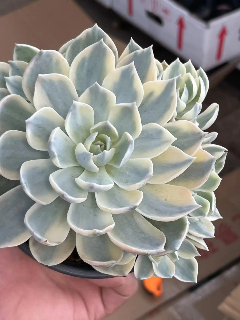 皮氏锦【全店凑单满18元发货】多肉植物